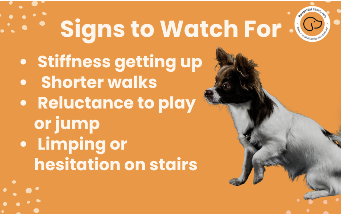 Common Allergy Triggers in Pets img